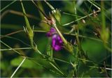 Geranium palustre. Побеги с созревающими плодами. Московская обл., Раменский р-н, окр. дер. Хрипань, садовый участок. 25.08.2024.