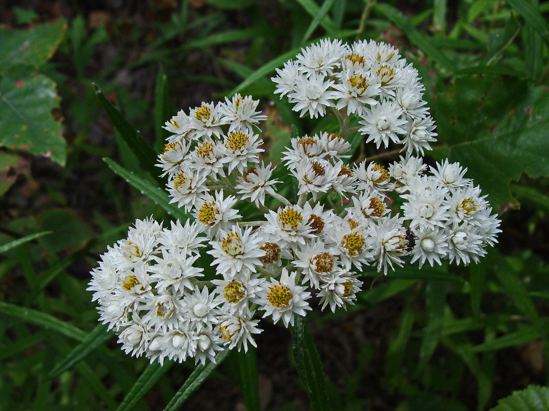 Image of Anaphalis margaritacea specimen.