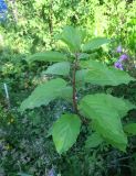 Hydrangea paniculata. Вегетирующий побег. Московская обл., окр. г. Электрогорск, дачный участок, в культуре. 10.08.2024.