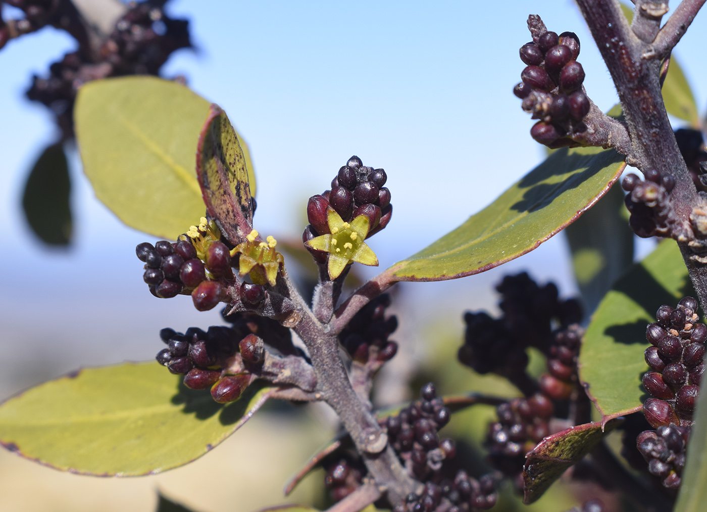 Изображение особи Rhamnus alaternus.