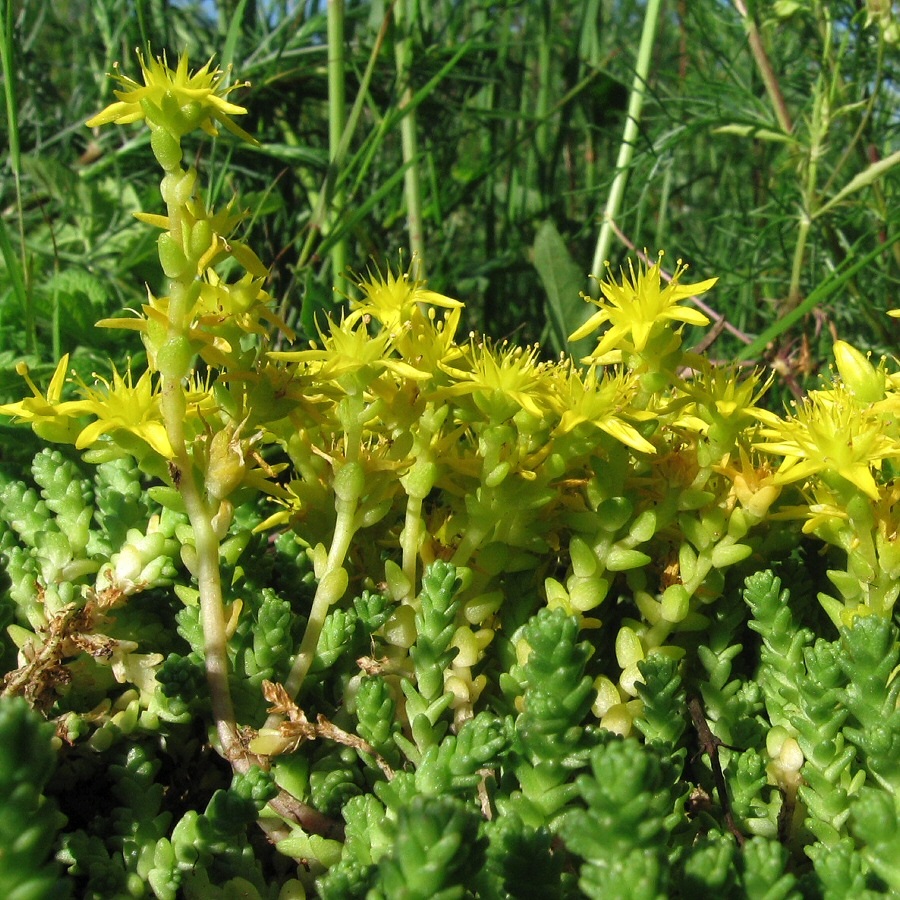 Image of Sedum acre specimen.