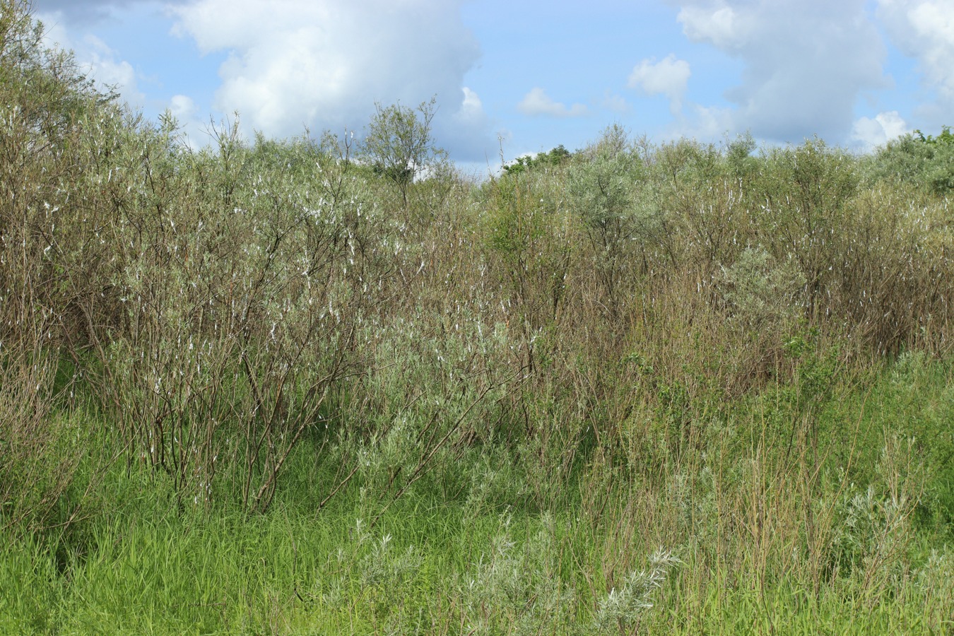 Image of Salix viminalis specimen.