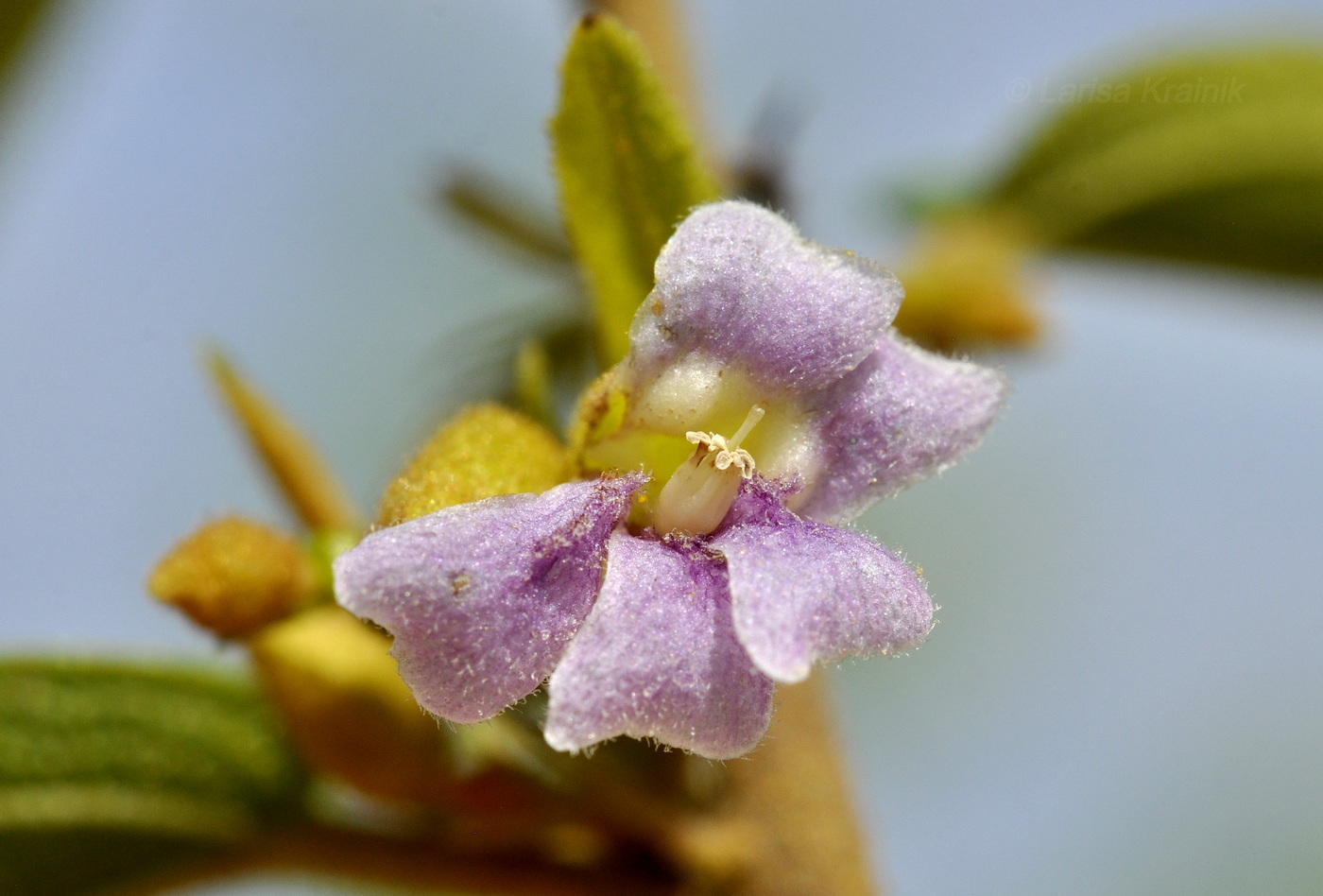 Image of Helicteres angustifolia specimen.