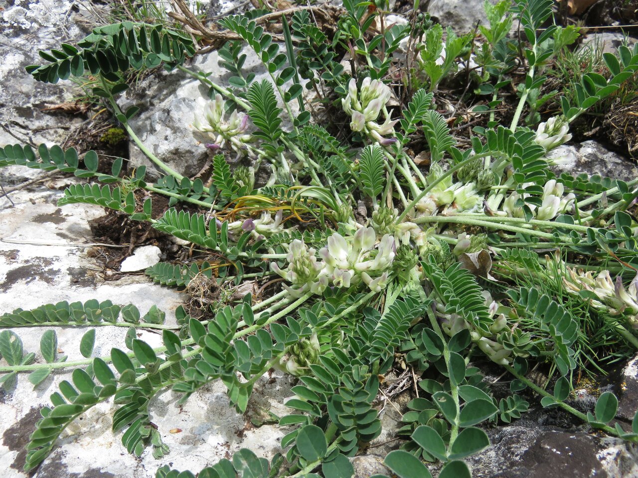 Image of Astragalus depressus specimen.