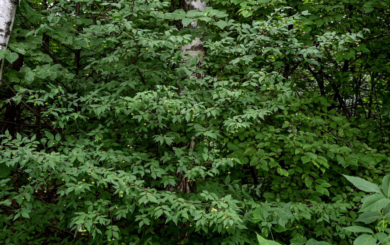 Изображение особи Euonymus verrucosus.