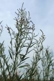 Atriplex littoralis