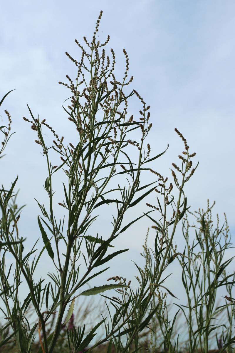 Image of genus Atriplex specimen.