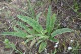 Phlomoides alaica