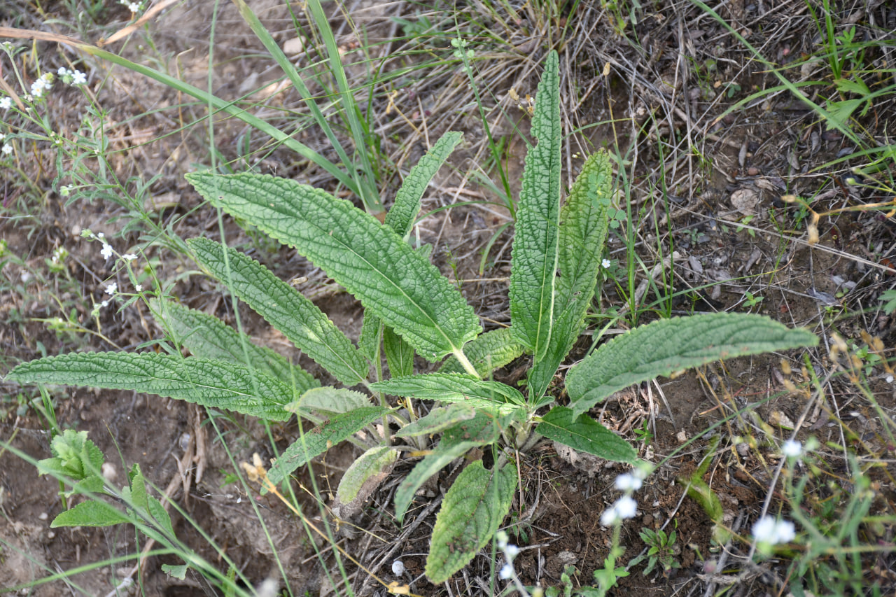 Изображение особи Phlomoides alaica.