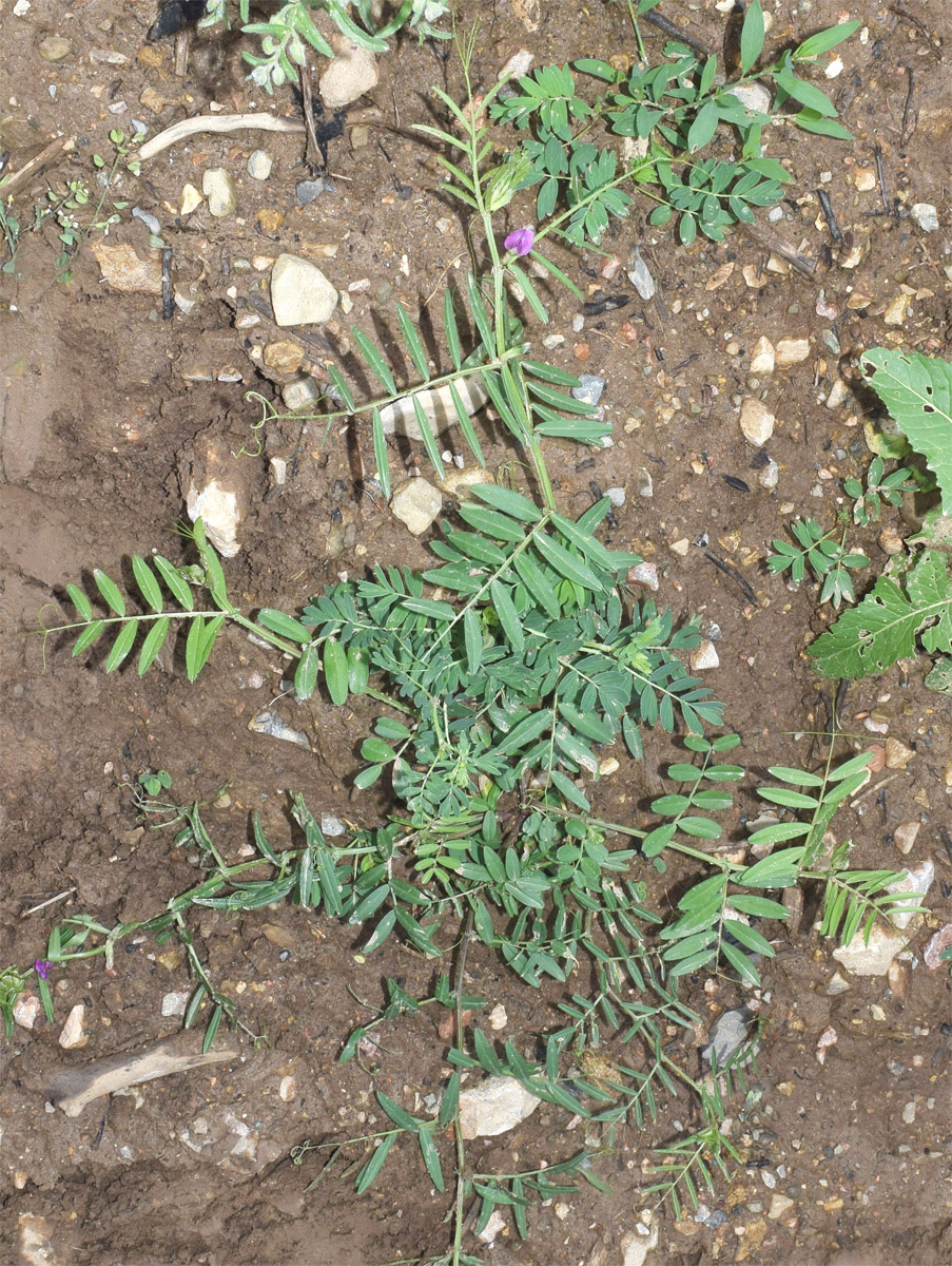 Image of Vicia angustifolia specimen.