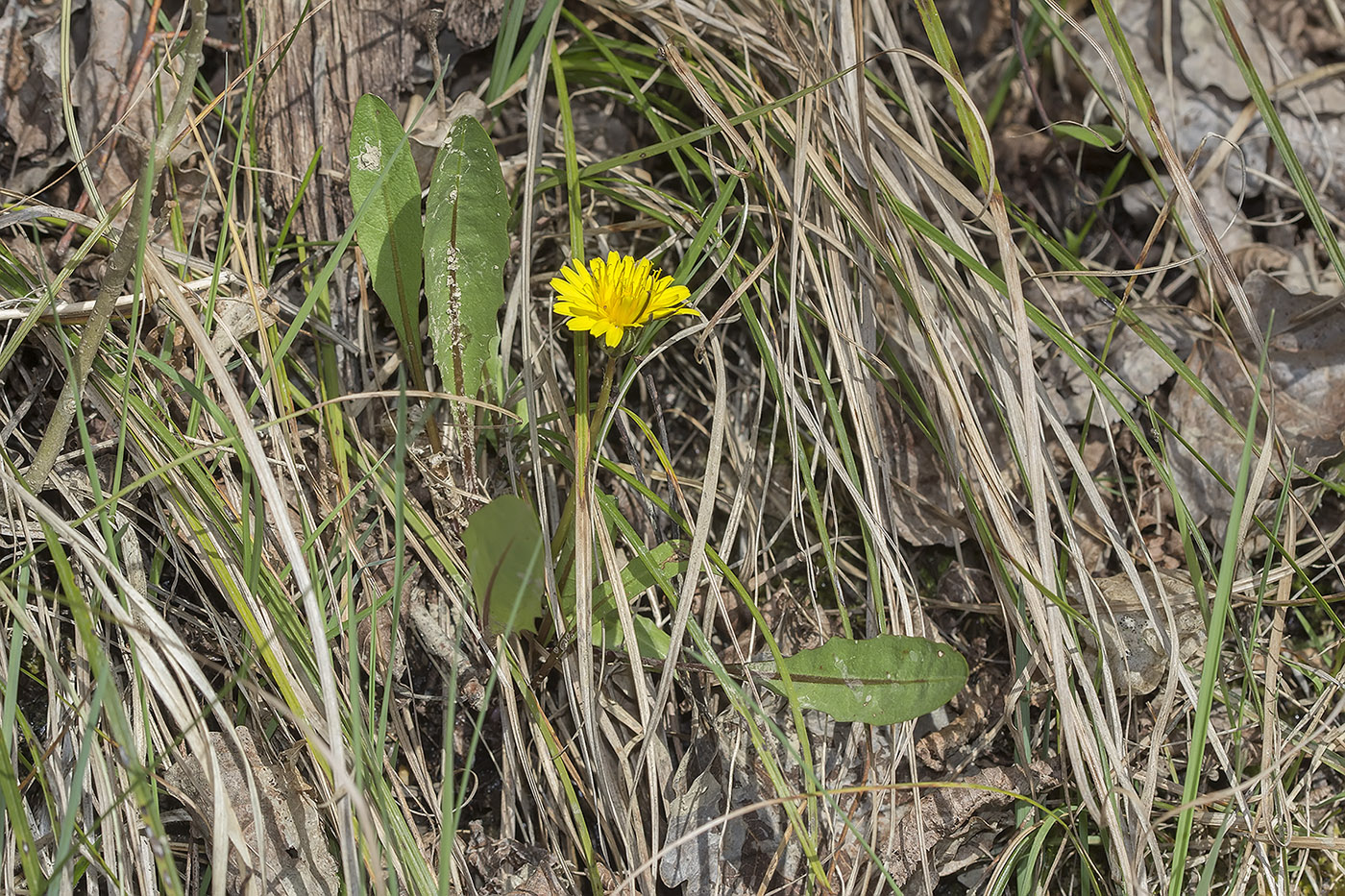 Image of genus Taraxacum specimen.