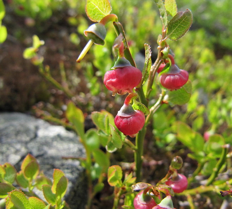 Image of Vaccinium myrtillus specimen.