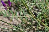 View full-size image genus Astragalus