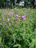 Geranium sylvaticum. Герань на разнотравном пойменном лугу. Ленинградская обл., июнь.