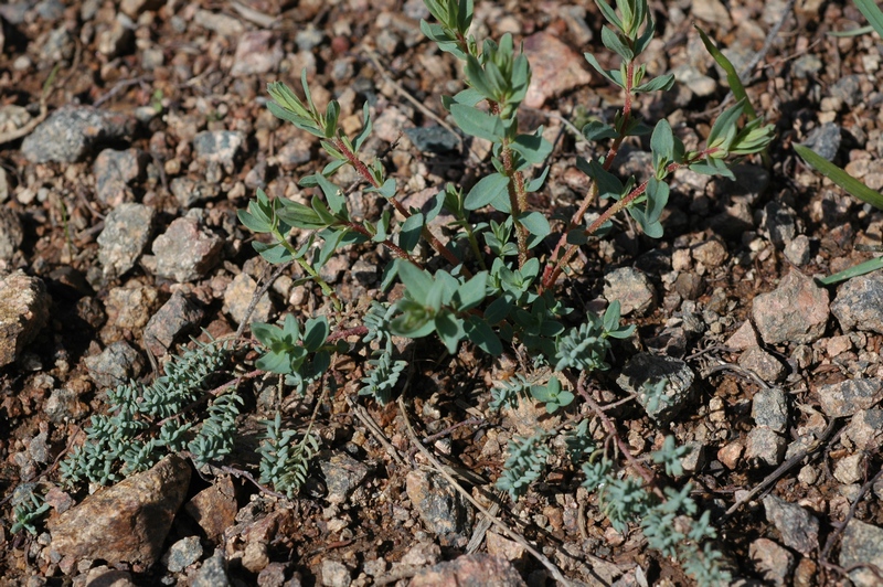 Image of Hypericum scabrum specimen.