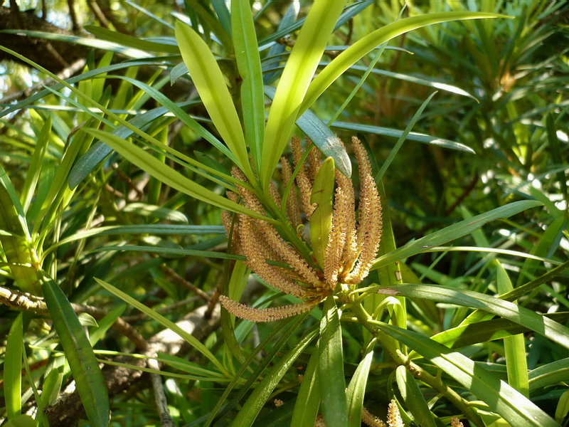 Изображение особи Podocarpus macrophyllus.