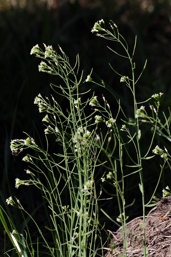 Изображение особи Arabidopsis thaliana.