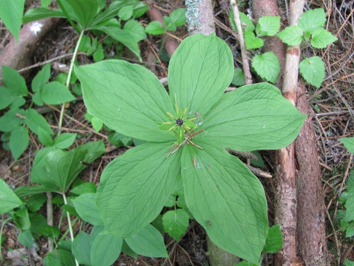 Image of Paris quadrifolia specimen.