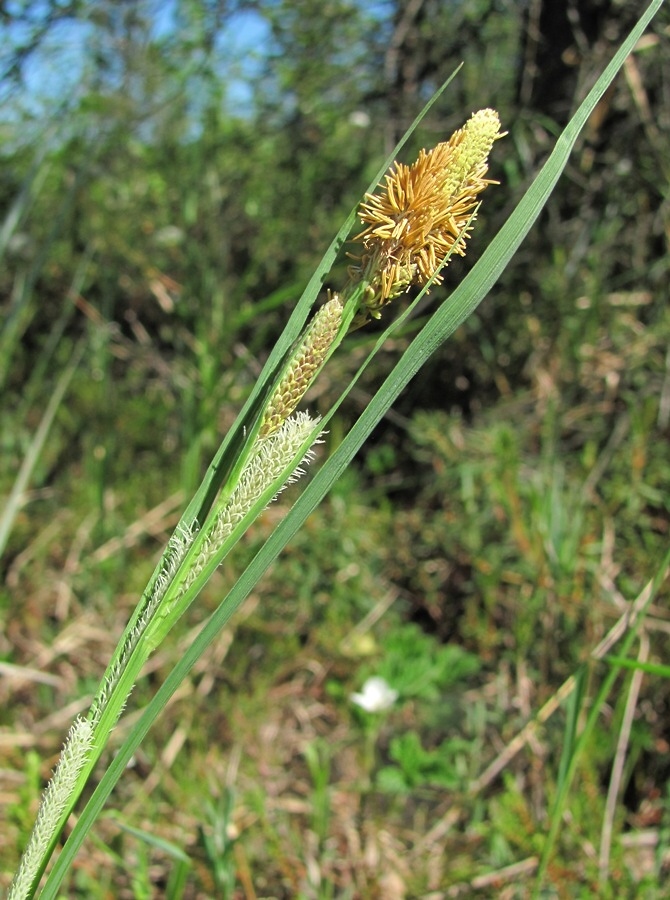 Image of Carex aquatilis specimen.