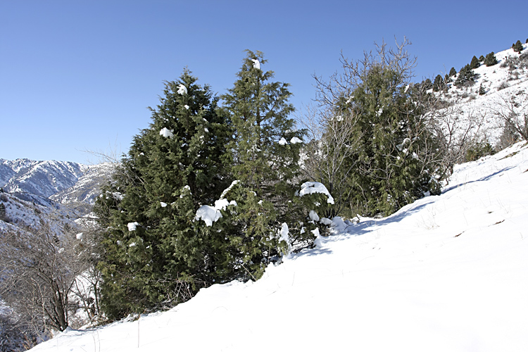 Изображение особи Juniperus seravschanica.