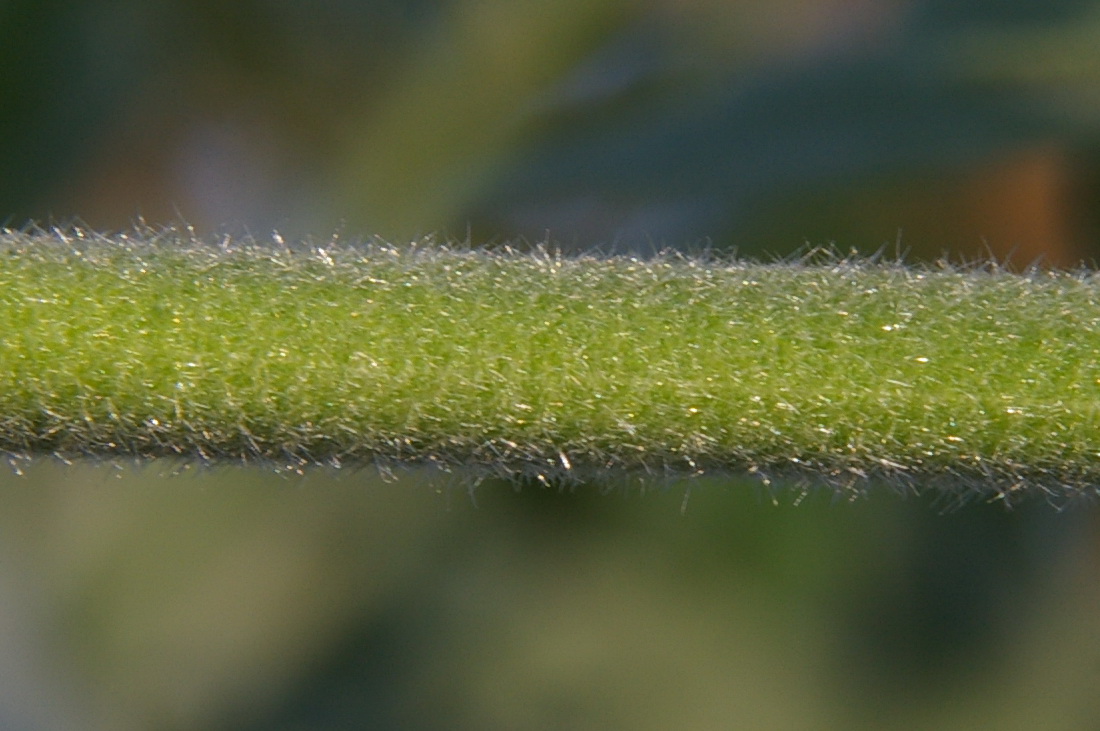 Изображение особи Althaea taurinensis.