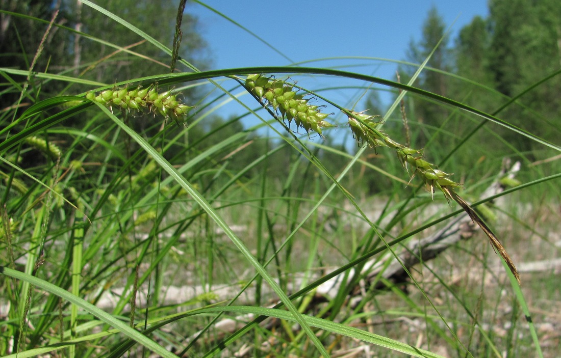 Изображение особи Carex vesicaria.