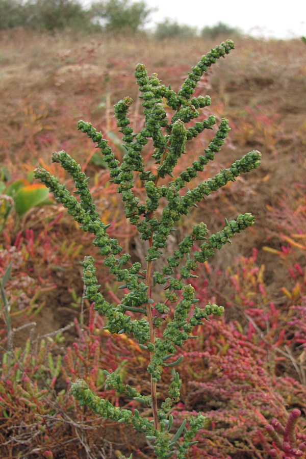 Image of Suaeda prostrata specimen.