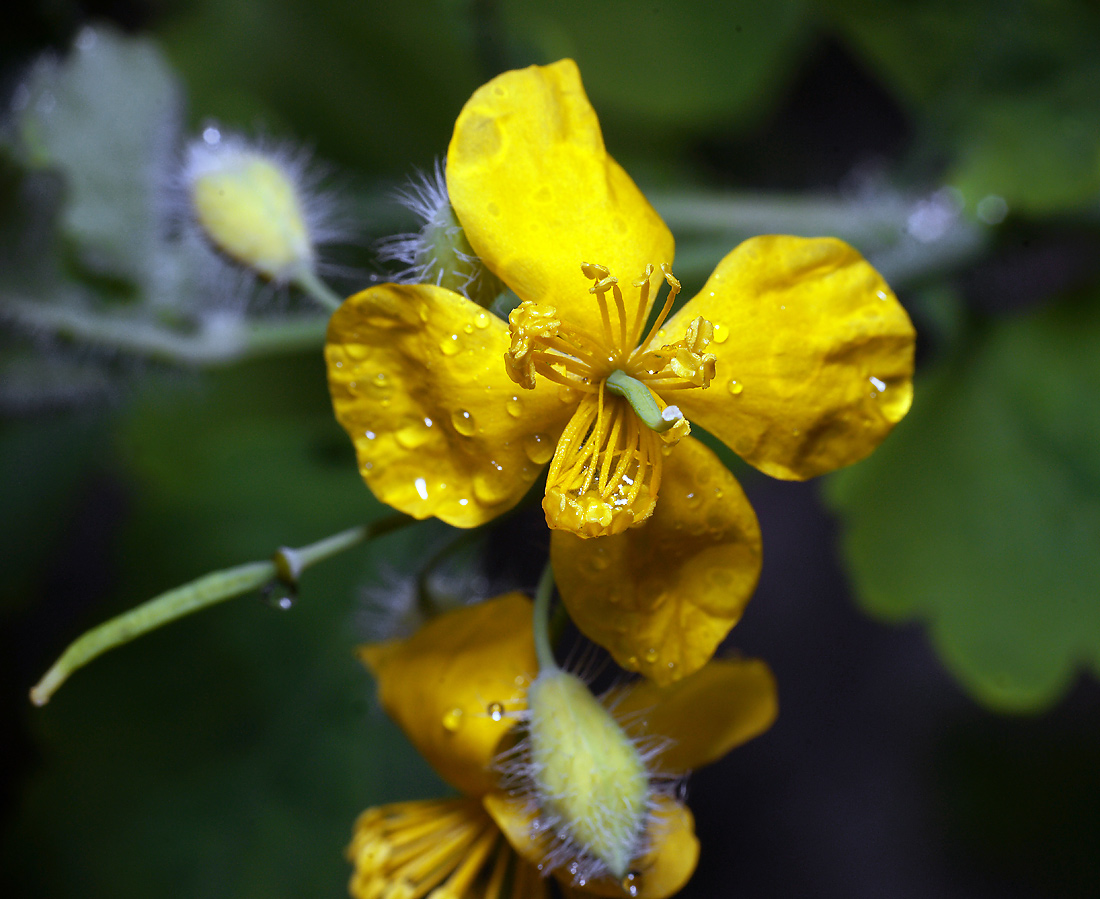 Изображение особи Chelidonium majus.