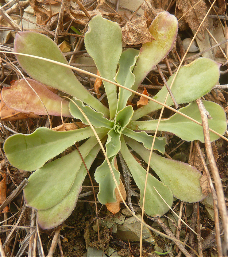 Изображение особи Oberna crispata.