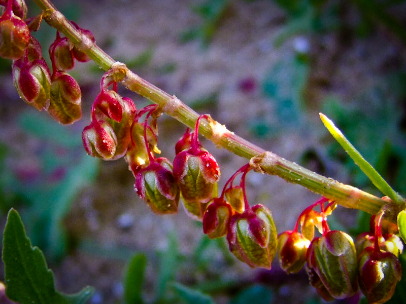 Image of Rumex occultans specimen.