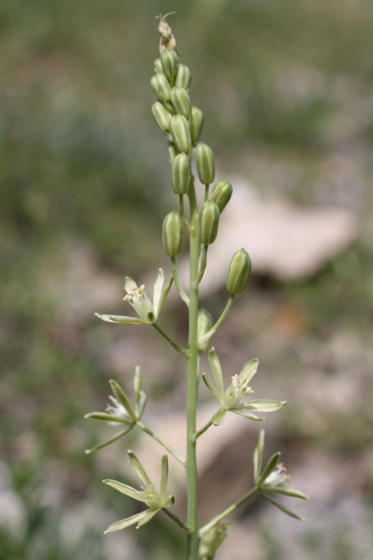 Изображение особи Ornithogalum pyrenaicum.