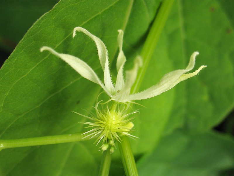 Изображение особи Echinocystis lobata.