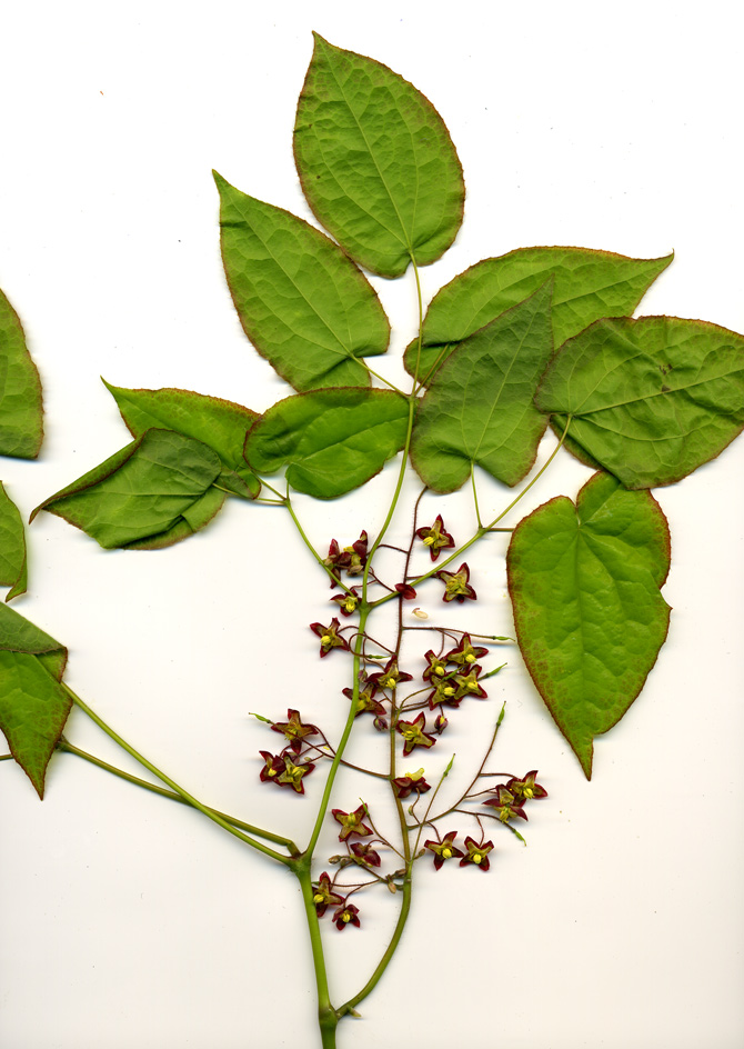 Image of Epimedium alpinum specimen.