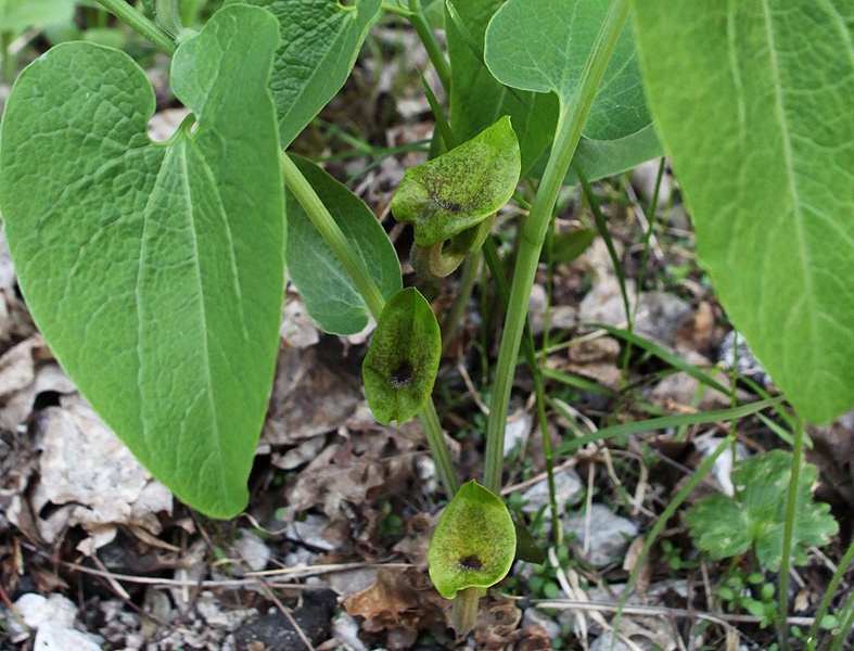 Image of Aristolochia iberica specimen.