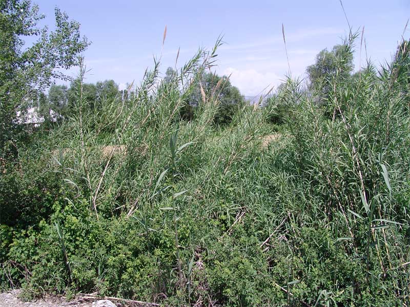 Image of Arundo donax specimen.