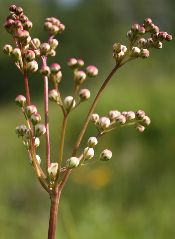 Image of Filipendula vulgaris specimen.