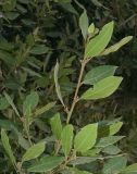 Laurus nobilis