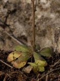 Arabidopsis thaliana. Прикорневые листья (высота растения 4-7 см). Башкирия, Стерлитамакский р-н, гора Куштау. 17.04.2009.