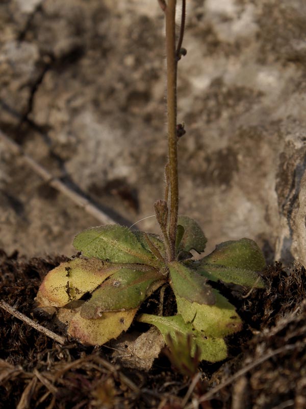 Изображение особи Arabidopsis thaliana.