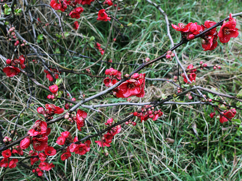 Image of Chaenomeles japonica specimen.