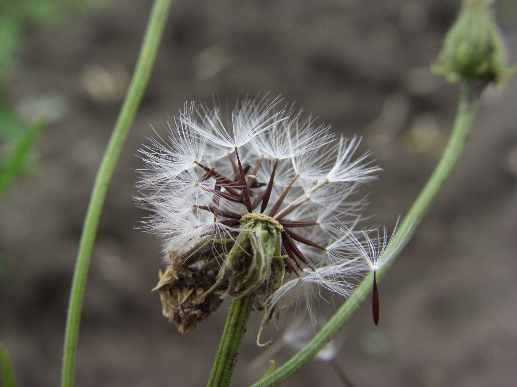 Image of Crepis tectorum specimen.