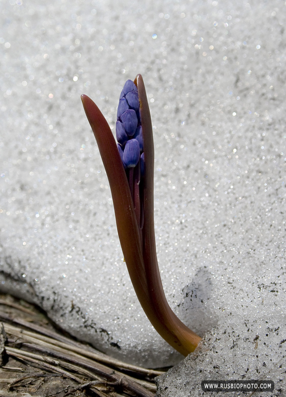 Image of Scilla bifolia specimen.