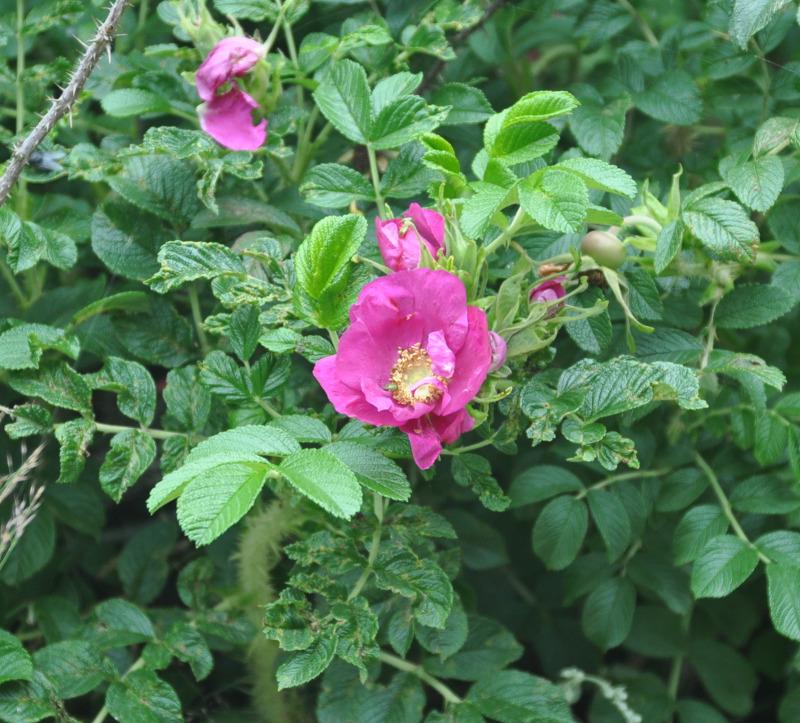 Image of Rosa rugosa specimen.