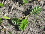 Potentilla anserina. Разворачивающиеся молодые листья. С-Петербург, 30 апреля 2009 г.