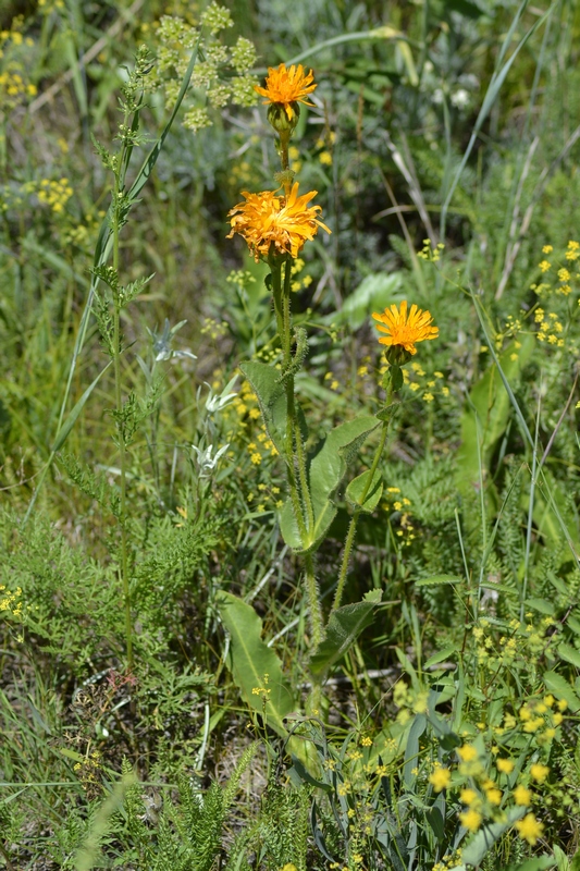 Изображение особи Trommsdorffia ciliata.