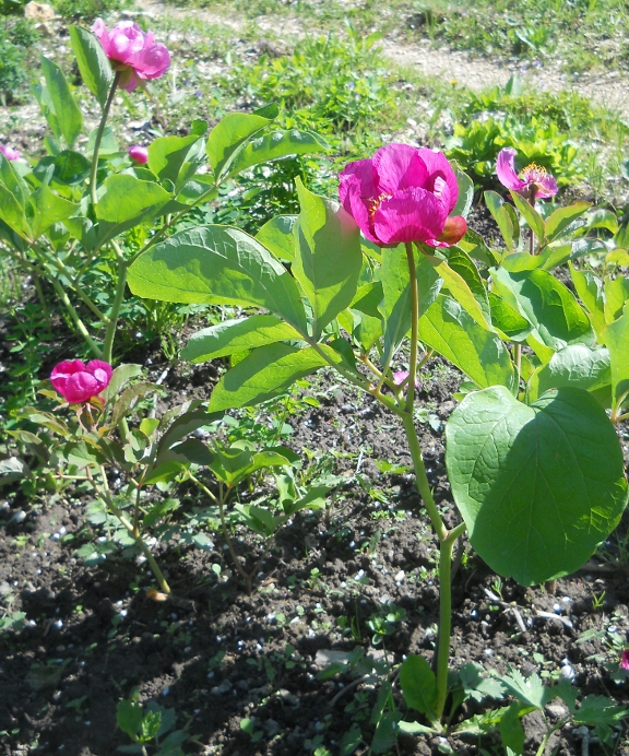 Изображение особи Paeonia caucasica.