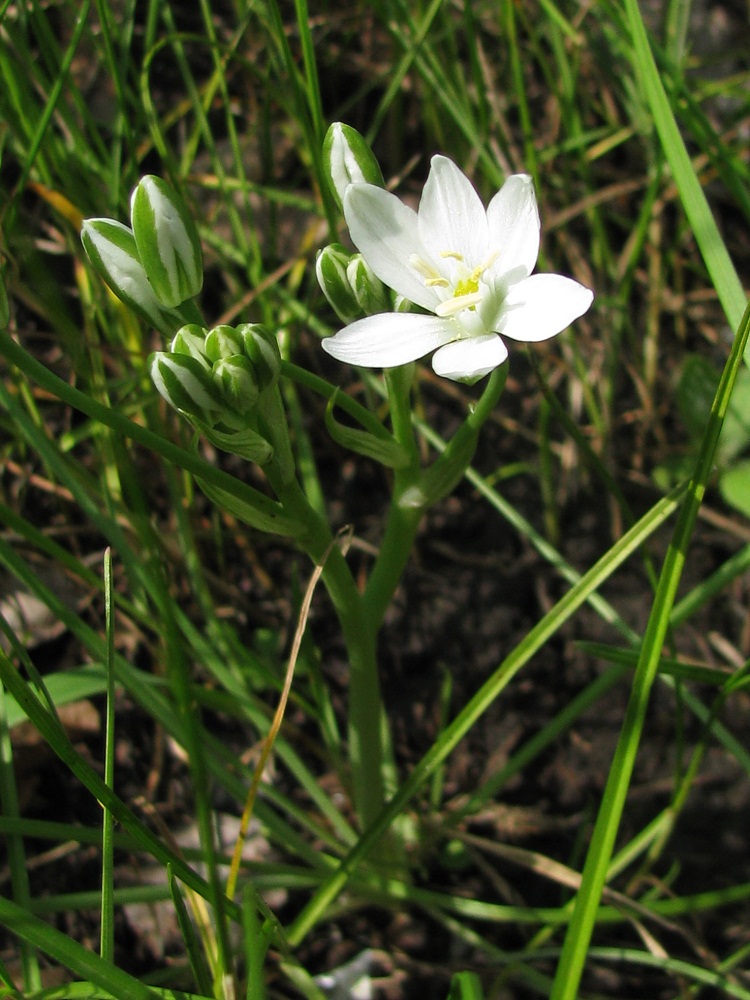 Image of Ornithogalum kochii specimen.