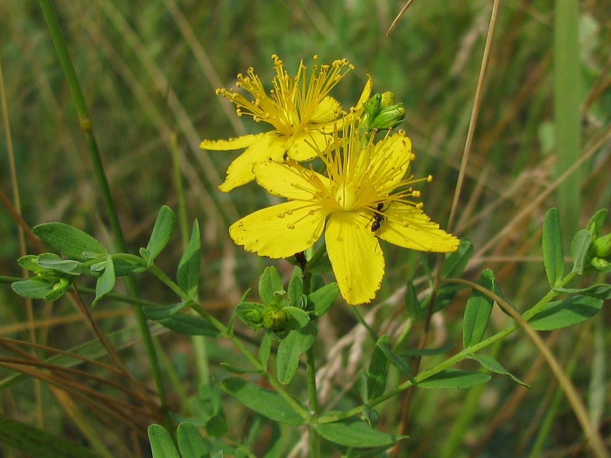 Image of Hypericum perforatum specimen.