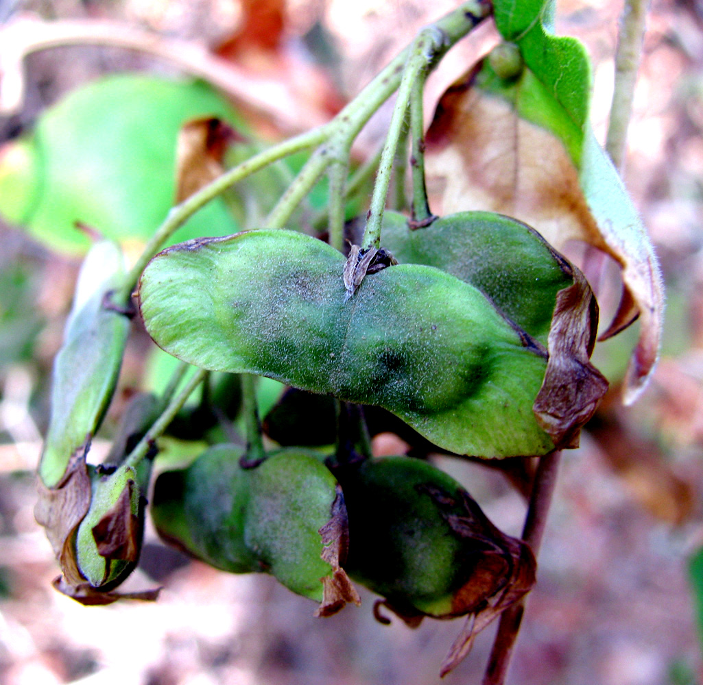 Image of Acer campestre specimen.