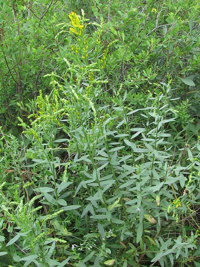 Image of Genista tinctoria specimen.